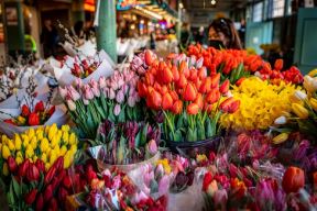 tulipani.jpg