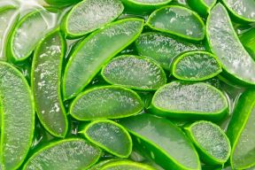 aloe-vera-shutterstock-1476341870.jpg