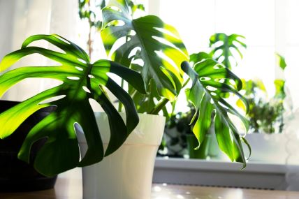 Monstera
