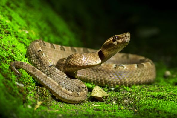 shutterstock-649306294.jpg