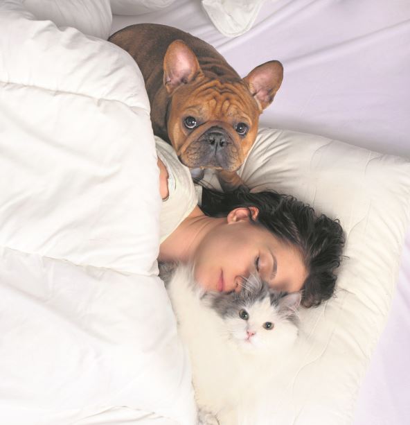 stock-photo-french-bulldog-and-fluffy-cat-and-young-woman-sleep-on-white-bedding-1731497881.jpg